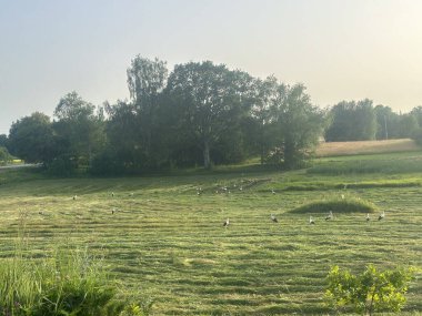 Yaz kırsal kesiminde, gün batımında yeni biçilmiş yeşil bir çayır yiyecek arayan leyleklerle birlikte..