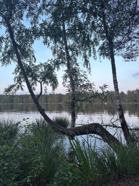 Sıcak bir yaz gününde, göl kenarındaki huş ağaçlarıyla doğal manzara..