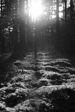 Akşamüstü güneşinin ağaç gövdeleri ve yeşil yosunlarla parladığı ormanlı güzel doğal manzara..