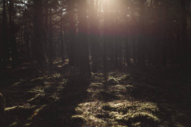 Akşamüstü güneşinin ağaç gövdeleri ve yeşil yosunlarla parladığı ormanlı güzel doğal manzara..