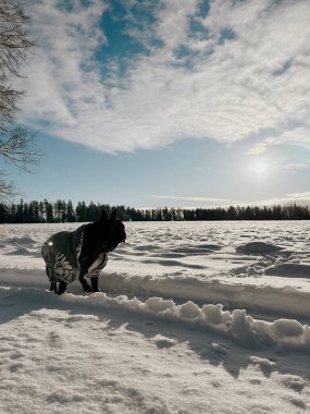 Mavi gökyüzünün altında beyaz kar yağışı olan kış manzarası. Sıcak tutacak şekilde giyinmiş siyah bir Fransız bulldog, açık bir kar yolu boyunca yürüyor.