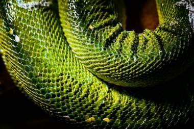 Canlı Yeşil Yılan Boyutunun Ayrıntılı Dokuda Yakınlaşması