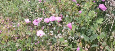 Toledo ve Barcelona panoramik şehir manzarası ve yiyecek ve çiçekleri kapatın 