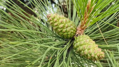 Anadolu, Türkiye 'de gezici panoramik görüntüler 