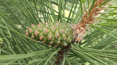 Anadolu, Türkiye 'de gezici panoramik görüntüler 