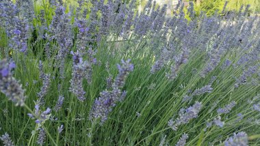 Anadolu, Türkiye 'de gezici panoramik görüntüler 