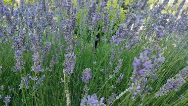 Anadolu, Türkiye 'de gezici panoramik görüntüler 