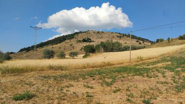 Anadolu 'da panoramik manzara doğa bitkileri şehir görünümünü kapatır