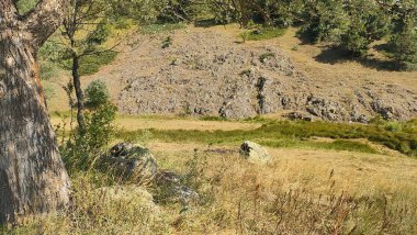 Anadolu 'da panoramik manzara doğa bitkileri şehir görünümünü kapatır