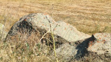 Anadolu 'da panoramik manzara doğa bitkileri şehir görünümünü kapatır