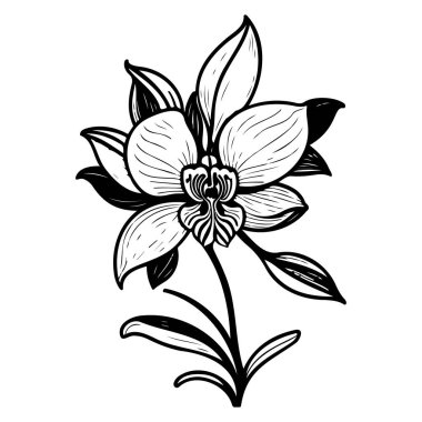 anahat karalama orkidesi çiçek yaprağı çizim elementi siyah
