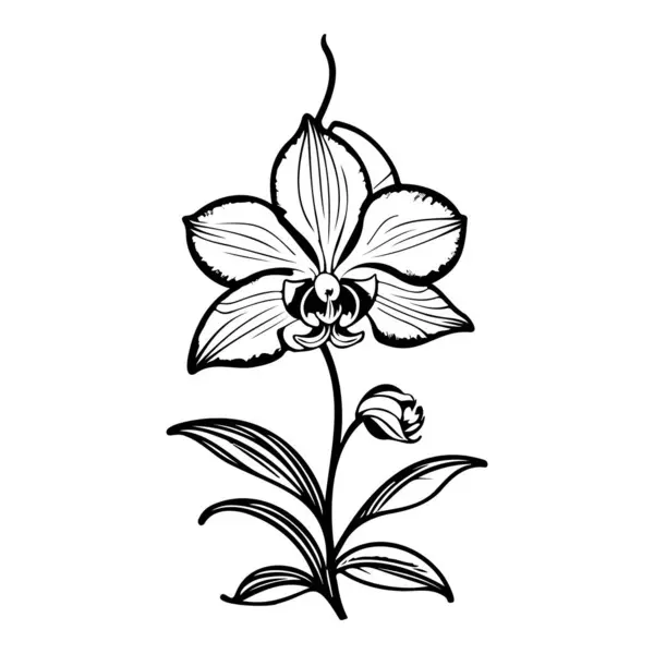 Outline Doodle Orchid Flower Leaf Illustration Sketch Hand Draw Element — Stock Vector