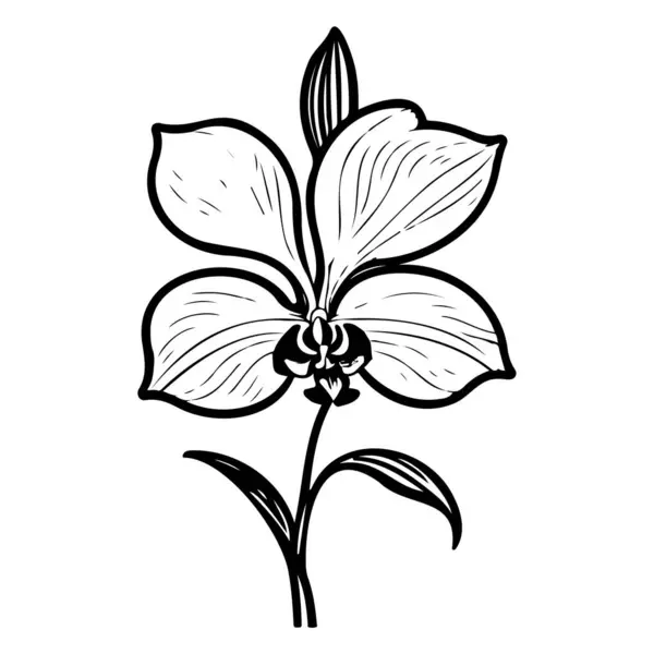 Outline Doodle Orchid Flower Leaf Illustration Sketch Element Black — Stock Vector