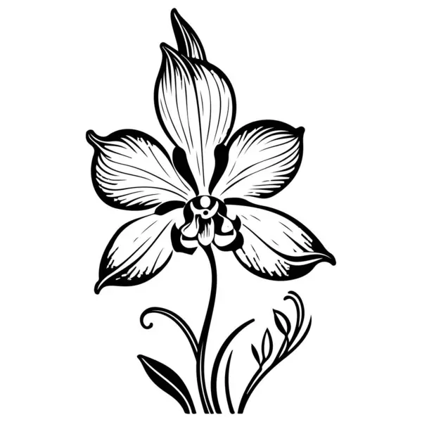 Outline Doodle Orchid Flower Leaf Illustration Sketch Element Black — Stock Vector