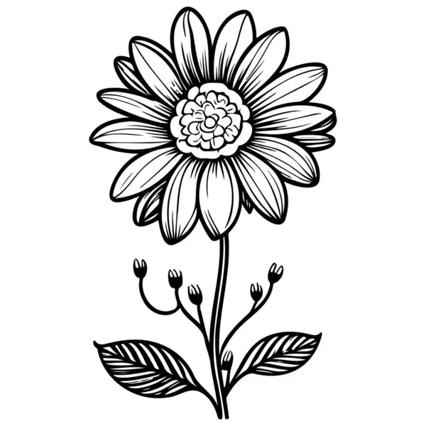 stock vector Sunflower floral illustration sketch hand draw element