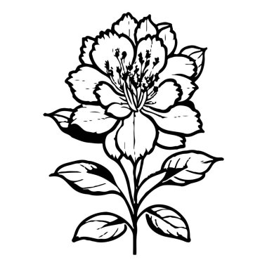 Açelya çiçeği çizim elementi