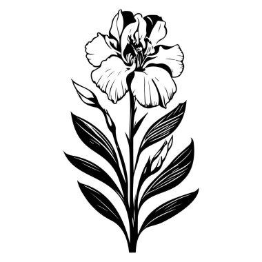 Iris çiçek çizim elementi