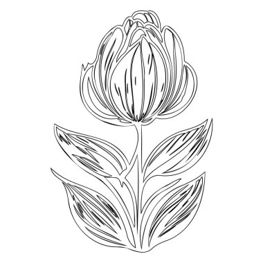 Lale çiçeği taslağı çizim elementi