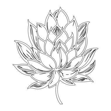 Lotus çiçeği ana hatları çizim elementi