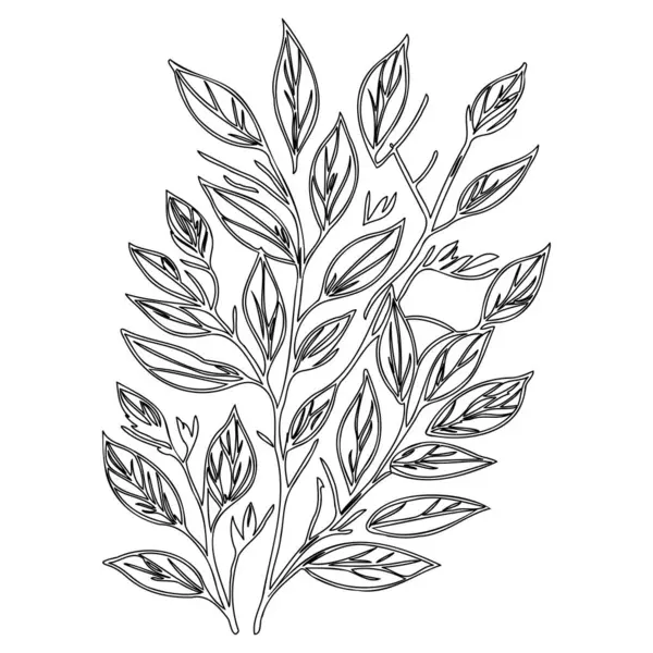 stock vector sea buckthorn leaf floral outline illustration sketch element