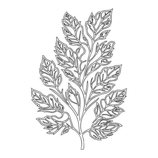 stock vector oak leaf floral outline illustration sketch element