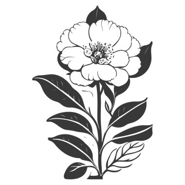 primrose flower illustration sketch element grey clipart