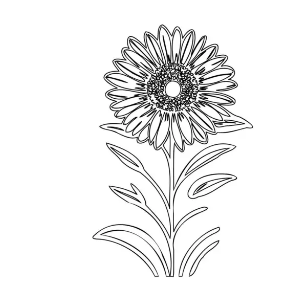 stock vector Daisy flower plant illustration sketch outline element