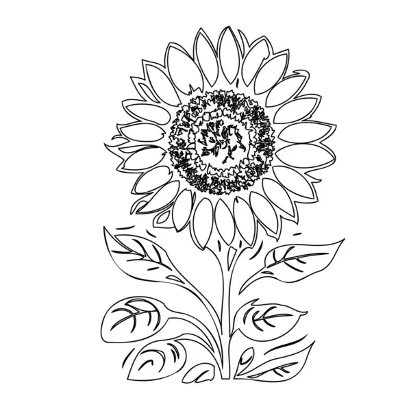 stock vector Sunflower flower plant illustration sketch outline element