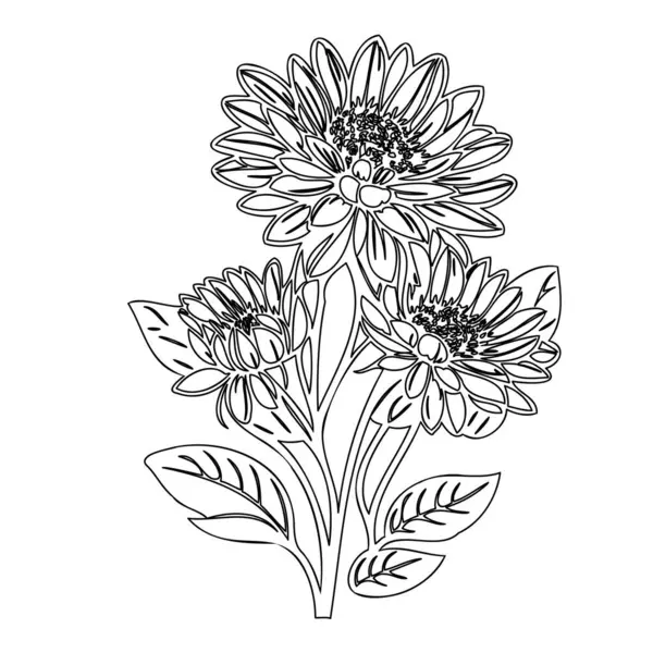 stock vector Chrysanthemum flower plant illustration sketch outline element