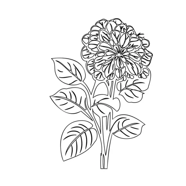 stock vector Hydrangea flower plant illustration sketch outline element