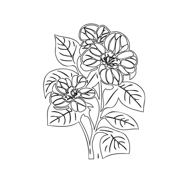 stock vector Hydrangea flower plant illustration sketch outline element