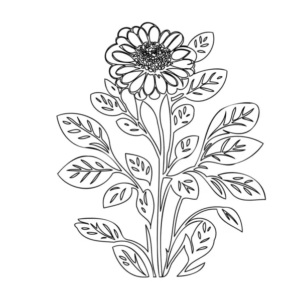 stock vector Zinnia flower plant illustration sketch outline element