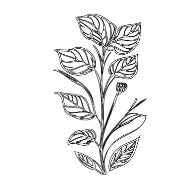 Morning Glory flower plant illustration sketch outline element clipart