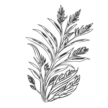 Scorpion grasses flower plant illustration sketch outline element clipart