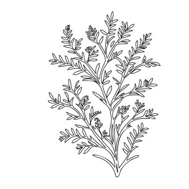 Wisteria flower plant illustration sketch outline element clipart