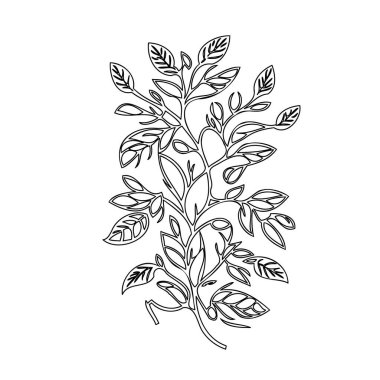 Wisteria flower plant illustration sketch outline element clipart