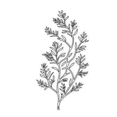 Wisteria flower plant illustration sketch outline element clipart