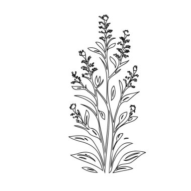 Delphinium flower plant illustration sketch outline element