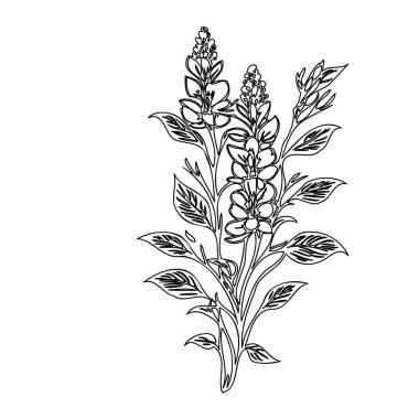 Delphinium flower plant illustration sketch outline element