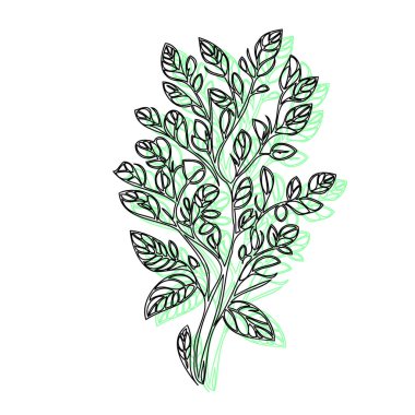 Wisteria flower plant illustration sketch outline shadow green element clipart