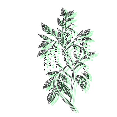 Wisteria flower plant illustration sketch outline shadow green element clipart