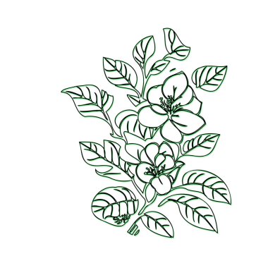 Bougainvillea flower plant illustration sketch outline shadow green element clipart