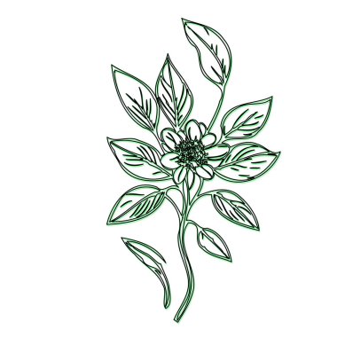 Borage flower plant illustration sketch outline shadow green element clipart