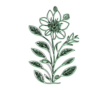 Borage flower plant illustration sketch outline shadow green element clipart