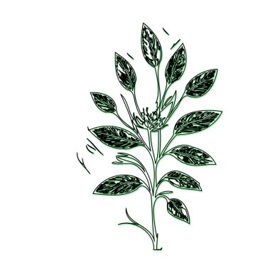 Borage flower plant illustration sketch outline shadow green element clipart