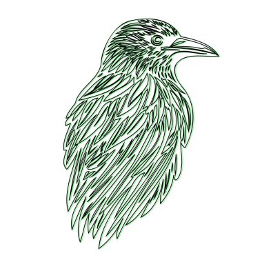 Raven or Crow illustration outline element sketch green clipart