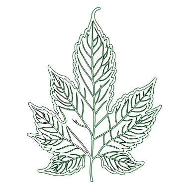 Maple flower outline illustration sketch element green clipart