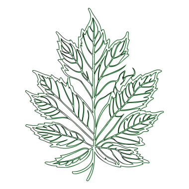 Maple flower outline illustration sketch element green clipart