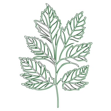 Maple flower outline illustration sketch element green clipart