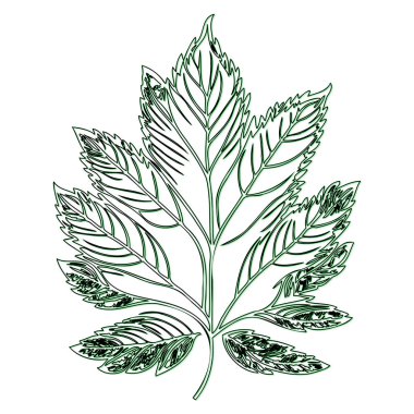 Maple flower outline illustration sketch element green clipart